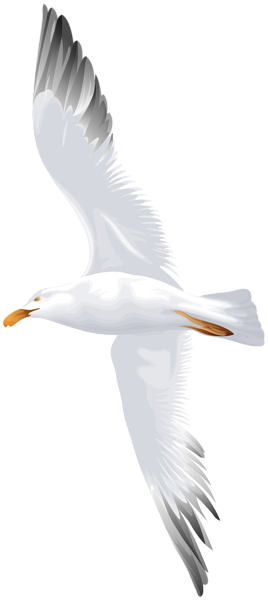 This png image - Seagull Flying PNG Clip Art Image, is available for free download