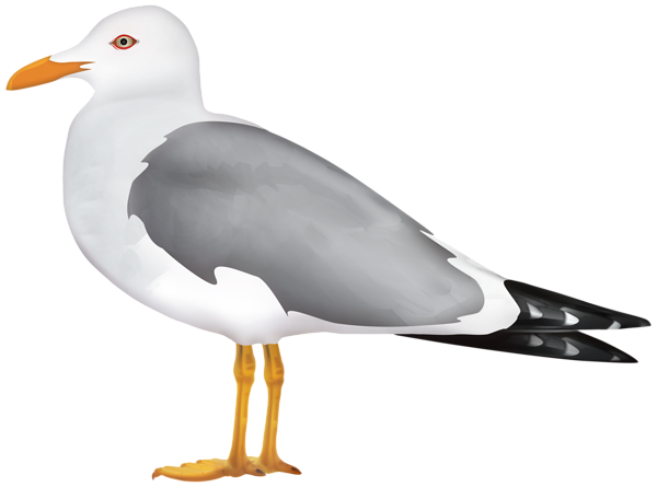 This png image - Seagull PNG Clipart, is available for free download