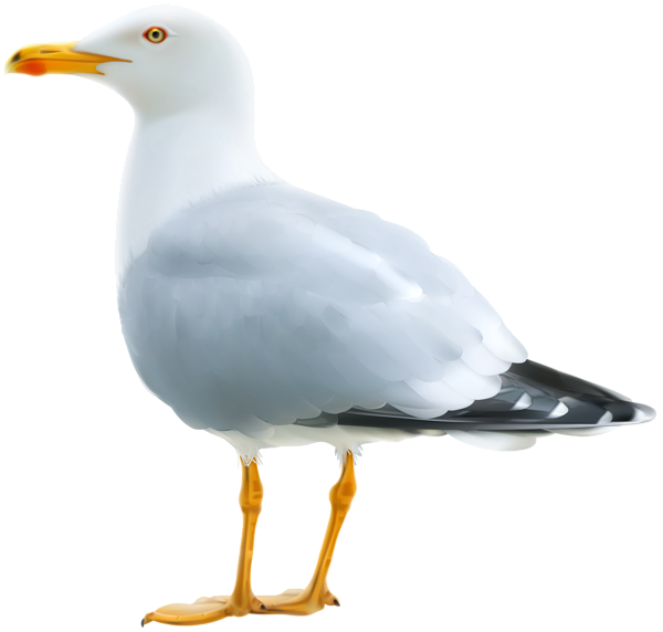 This png image - Seagull PNG Clipart Image, is available for free download