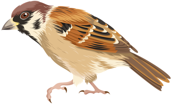 This png image - Sparrow PNG Clip Art Image, is available for free download