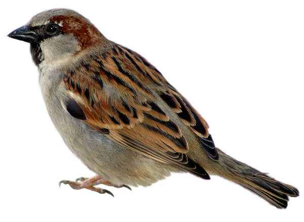 This png image - Sparrow PNG Picture Clipart, is available for free download