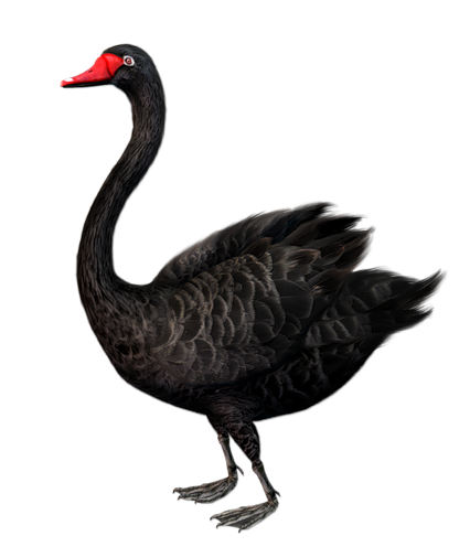 This png image - Standing Black Swan Free Clip-art, is available for free download