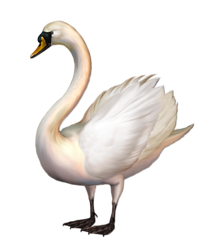 This png image - Standing Swan Free Clip-art, is available for free download