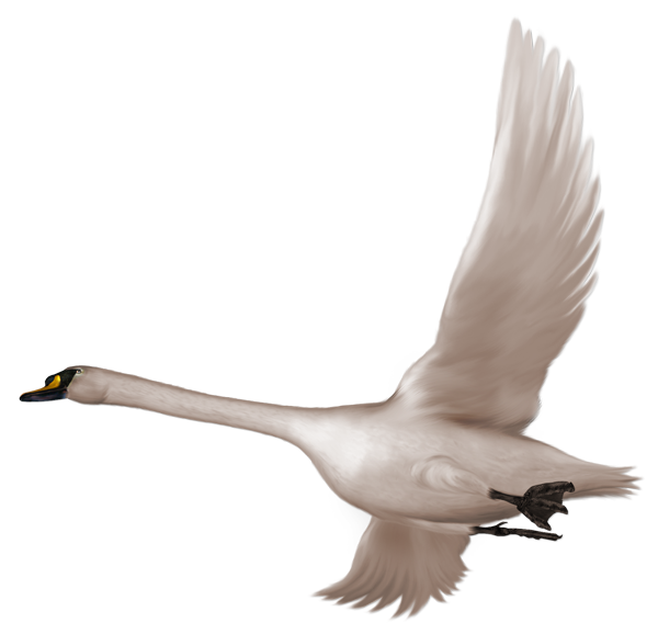 This png image - Swan in Flight Free Clipart, is available for free download