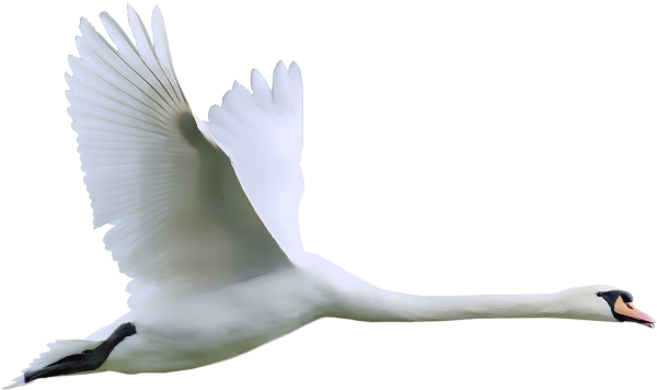 This png image - Swan with Spread Wings in Flight Clipart, is available for free download