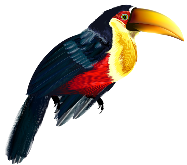 This png image - Toucan Transparent PNG Clipart, is available for free download