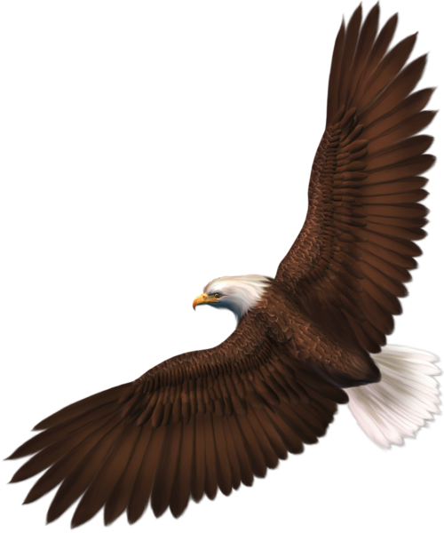 This png image - Transparent Eagle PNG Picture, is available for free download
