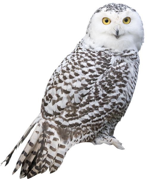 This png image - Transparent White Owl PNG Picture, is available for free download