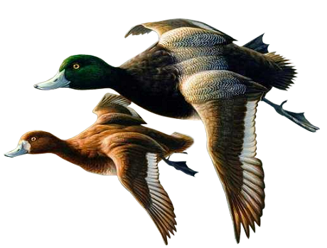 This png image - Two Ducks Clipart, is available for free download