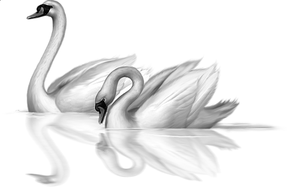 This png image - Two White Swans Clip-art, is available for free download