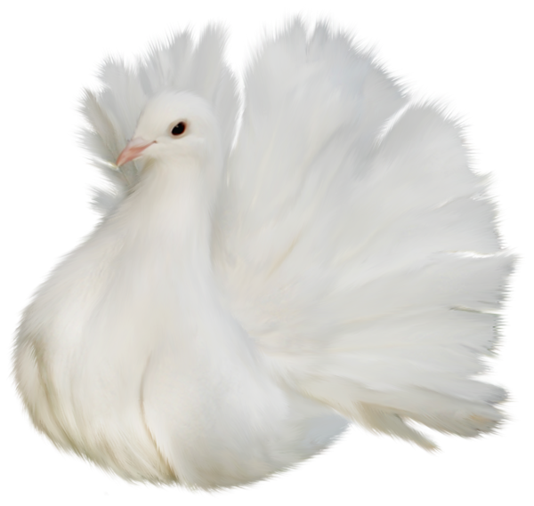 This png image - White Beautiful Delicate Dove PNG Clipart Picture, is available for free download