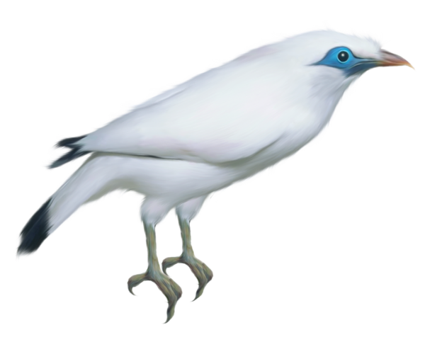 This png image - White Bird Transparent PNG Clipart Picture, is available for free download