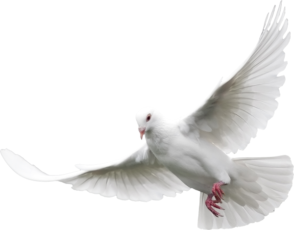 This png image - White Dove, is available for free download