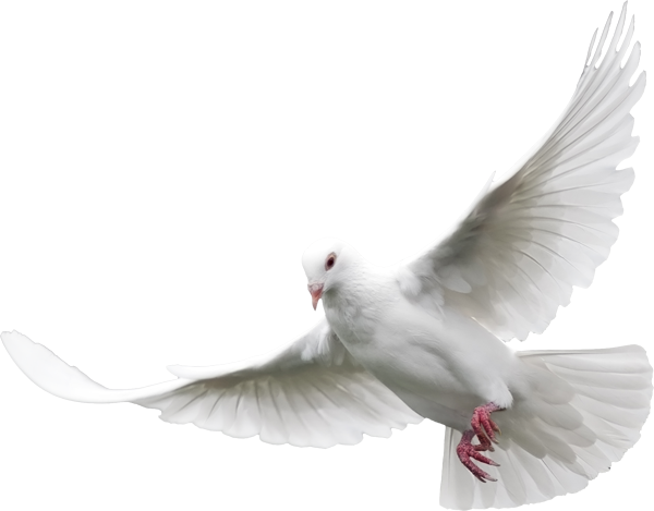 White Dove | Gallery Yopriceville - High-Quality Images and Transparent