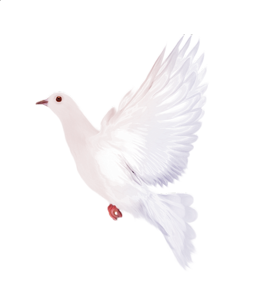 This png image - White Dove Clipart, is available for free download