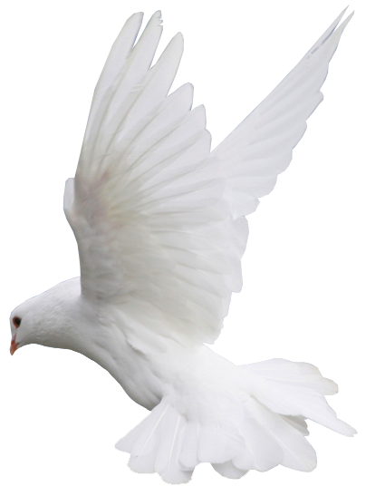 This png image - White Dove Flight PNG Clipart, is available for free download
