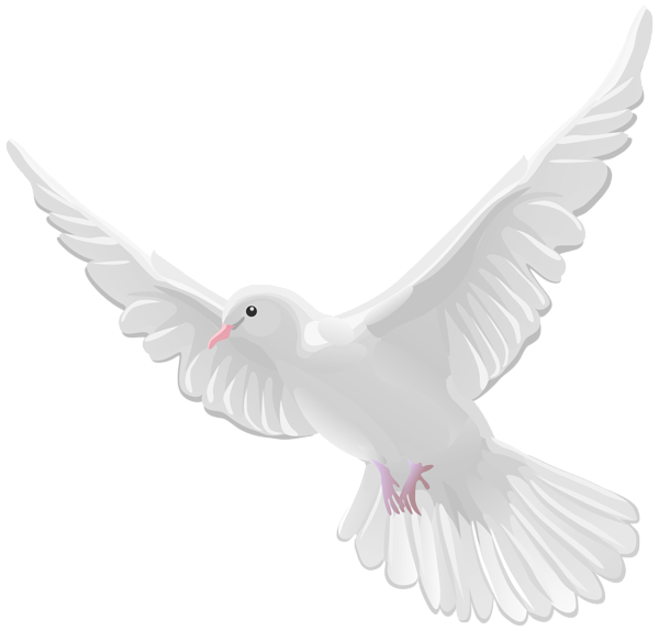 This png image - White Dove PNG Transparent Clipart, is available for free download