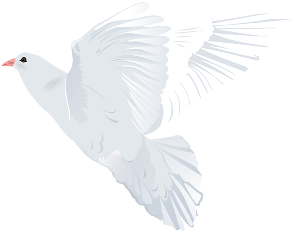 This png image - White Dove Transparent PNG Clip Art Image, is available for free download