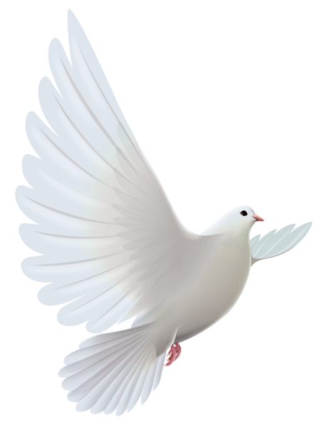 This png image - White Dove Transparent PNG Clipart, is available for free download