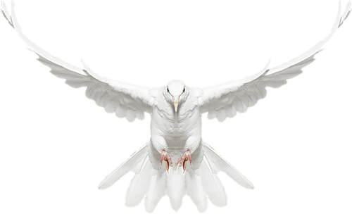 This png image - White Dove in Flight Free Clip-art, is available for free download