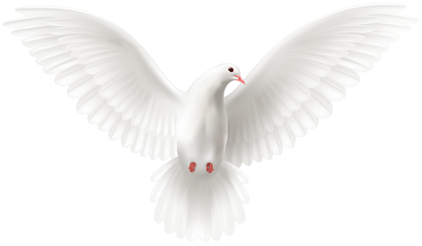 This png image - White Flying Dove PNG Clipart, is available for free download