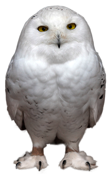 This png image - White Owl Transparent PNG Picture, is available for free download