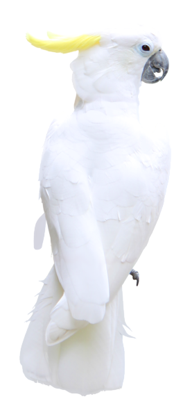 This png image - White Parrot Transparent PNG Clipart Picture, is available for free download