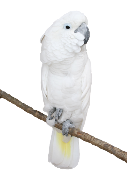 This png image - White Parrot Transparent PNG Picture, is available for free download