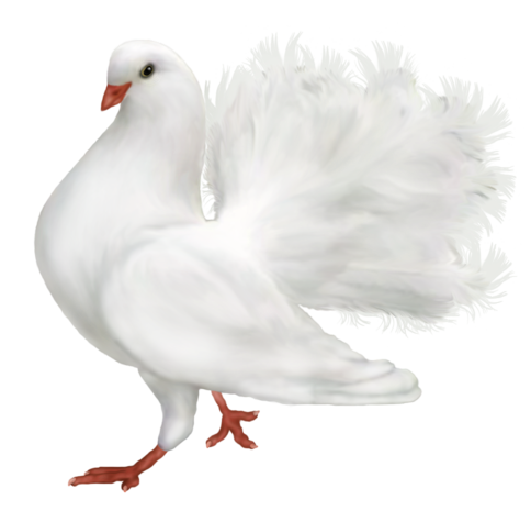 This png image - White Romantic Dove PNG Clipart, is available for free download