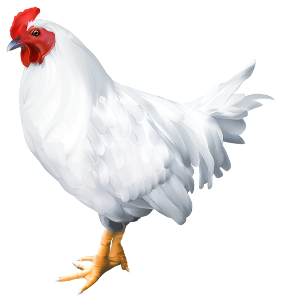 This png image - White Rooster PNG Clip Art Image, is available for free download