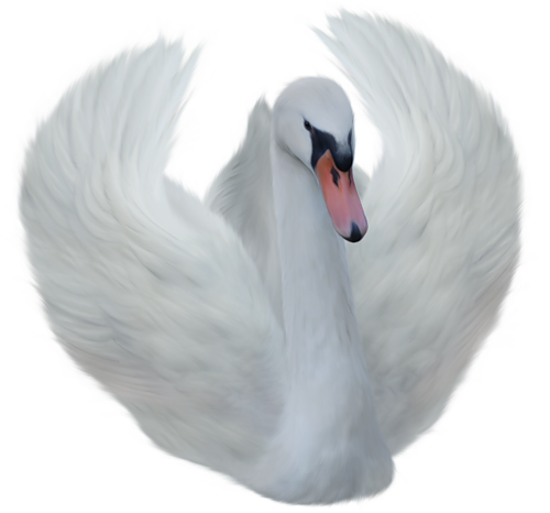 This png image - White Swan, is available for free download