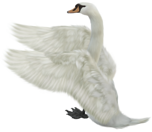 This png image - White Swan Free Clip-art, is available for free download