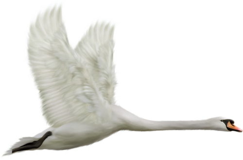 This png image - White Swan in Flight Clipart, is available for free download