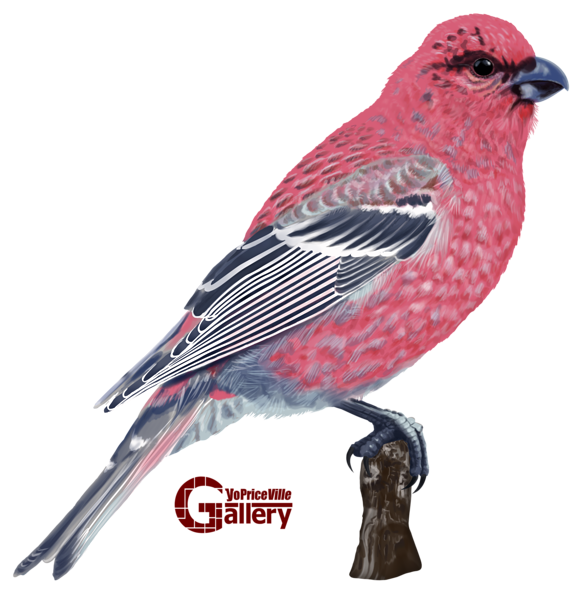 This png image - White Winged Crossbill Bird Hand Drawn PNG Clipart, is available for free download