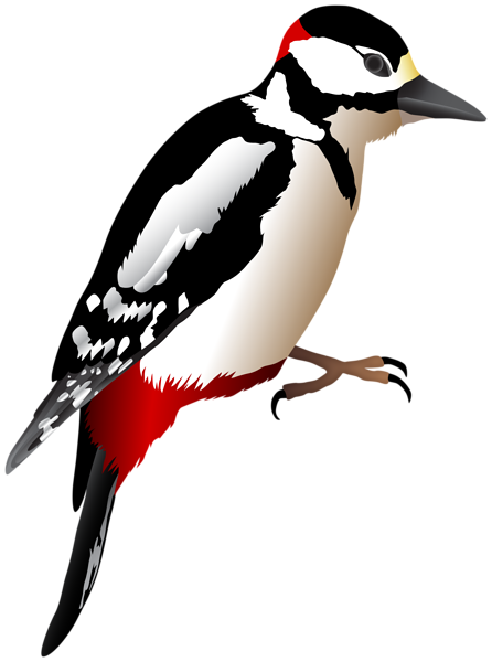 This png image - Woodpecker Transparent Image, is available for free download