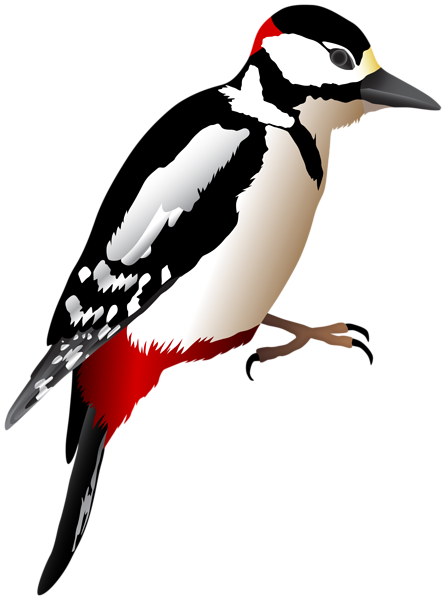 Woodpecker Transparent Image Gallery Yopriceville High 