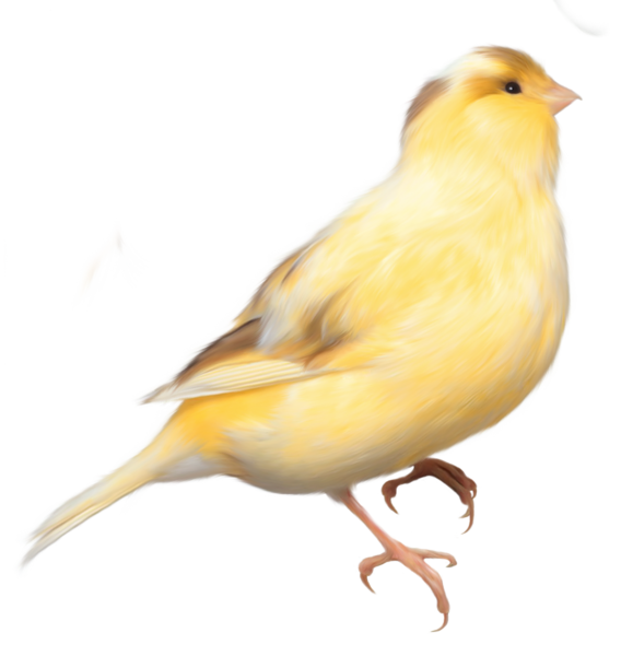 This png image - Yellow Bird PNG Clipart Picture, is available for free download