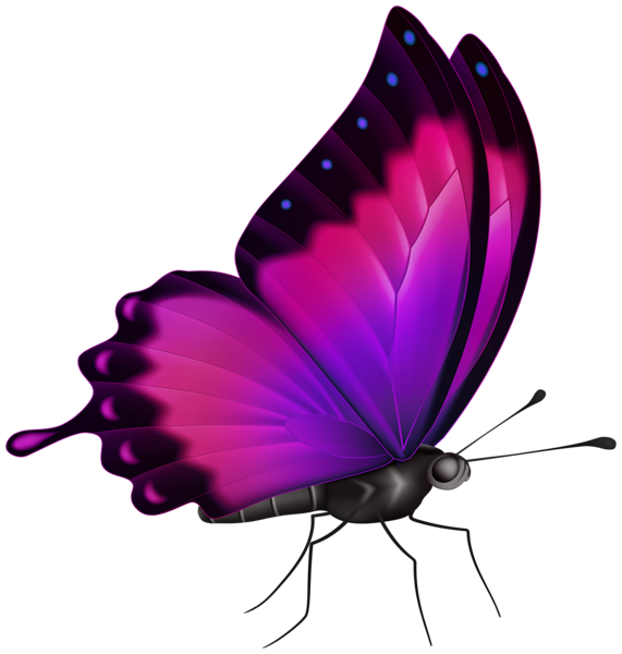 This png image - Butterfly Color Pink PNG Clipart, is available for free download