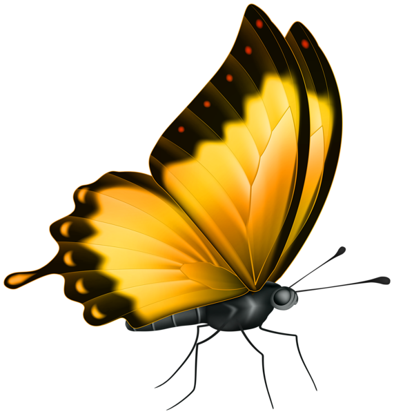 This png image - Butterfly Color Yellow PNG Clipart, is available for free download