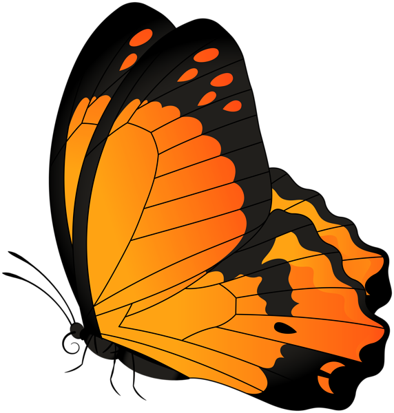 This png image - Butterfly Orange Transparent Clip Art Image, is available for free download