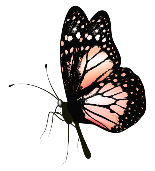 Butterfly PNG Picture Clipart | Gallery Yopriceville - High-Quality