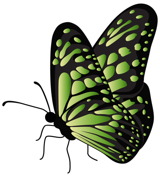 Flying Butterfly Green Transparent PNG Clipart Gallery Yopriceville