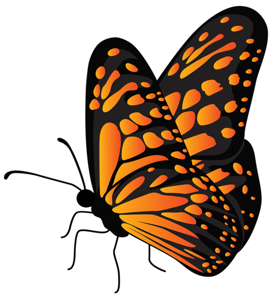 This png image - Flying Butterfly Orange Transparent PNG Clipart, is available for free download
