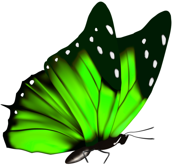 This png image - Green Butterfly PNG Clipart Image, is available for free download