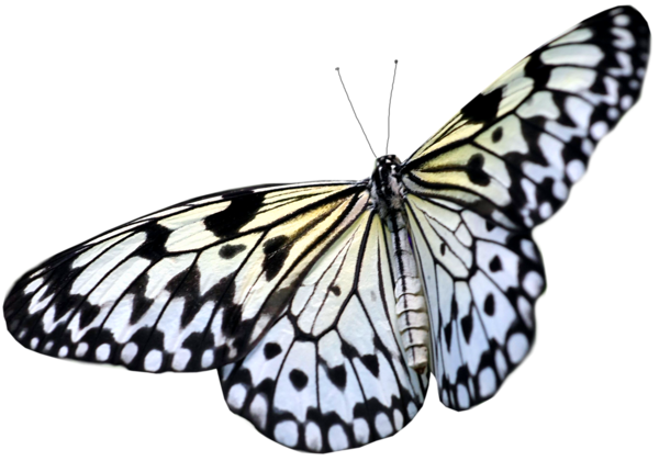 This png image - Large White PNG Transparent Butterfly Clipart, is available for free download