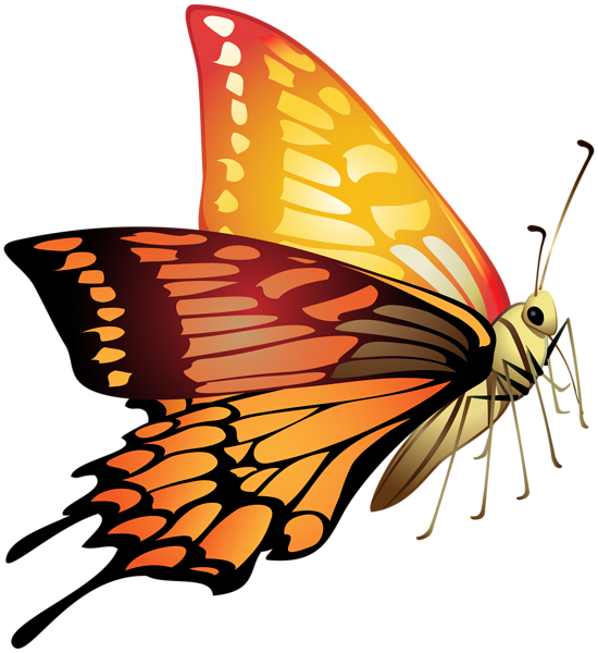 Orange Butterfly PNG Clip Art Image | Gallery Yopriceville - High ...