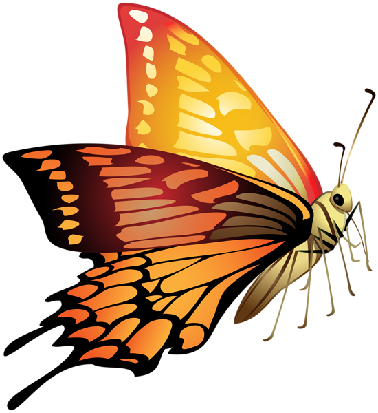 This png image - Orange Butterfly PNG Clip Art Image, is available for free download