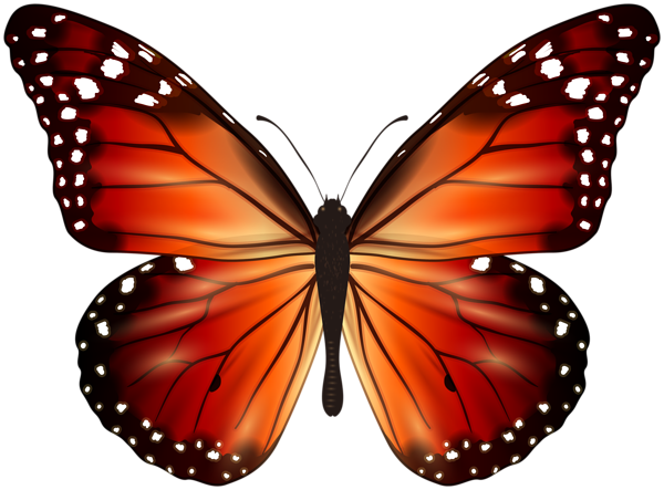 This png image - Orange Butterfly PNG Clipart, is available for free download