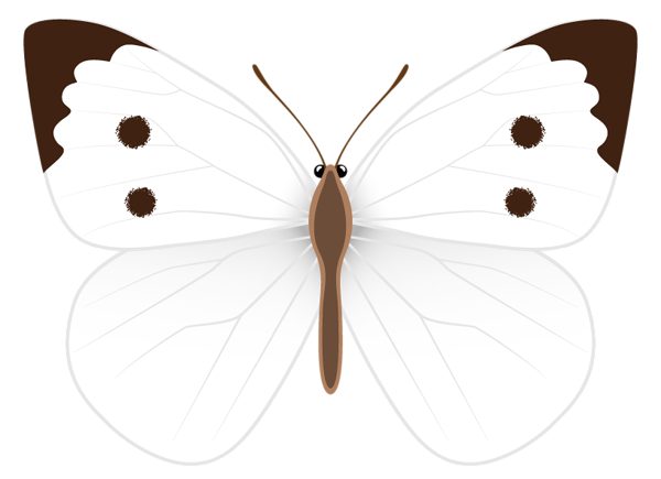 This png image - White Butterfly PNG Clipart Image, is available for free download