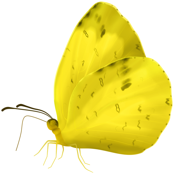 This png image - Yellow Butterfly PNG Transparent Clipart, is available for free download